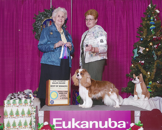 Hayley earns Winners Bitch and Best of Winners under Mrs. Ann Hearn, handled by Patricia Martello