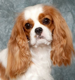 Lizzy headshot