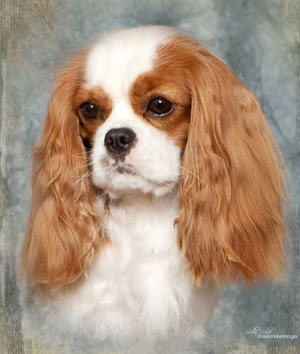 Lizzy headshot