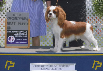 Smooch wins Puppy Group 2 at 7 mos.